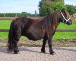 Zuchtstute Naomi van Stal Polderzicht (Shetland Pony, 1998, von Gelder van Zuylichem)