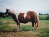 Zuchtstute Willeke van Stal Polderzicht (Shetland Pony, 1984, von Max van Breyvin)