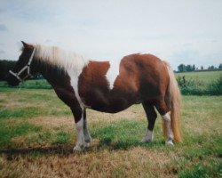 Zuchtstute Willeke van Stal Polderzicht (Shetland Pony, 1984, von Max van Breyvin)