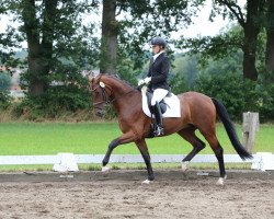 dressage horse Quotenknaller (Hanoverian, 2013, from Quaterhall)