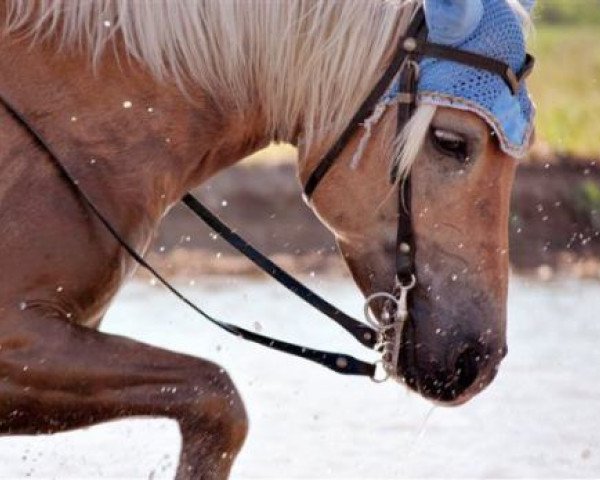 broodmare Lilli (Haflinger, 2004, from Naiv (2,34% ox))