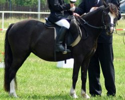 Pferd Elfenzauber (Welsh Mountain Pony (Sek.A), 2004, von Vikarien's Jel.)