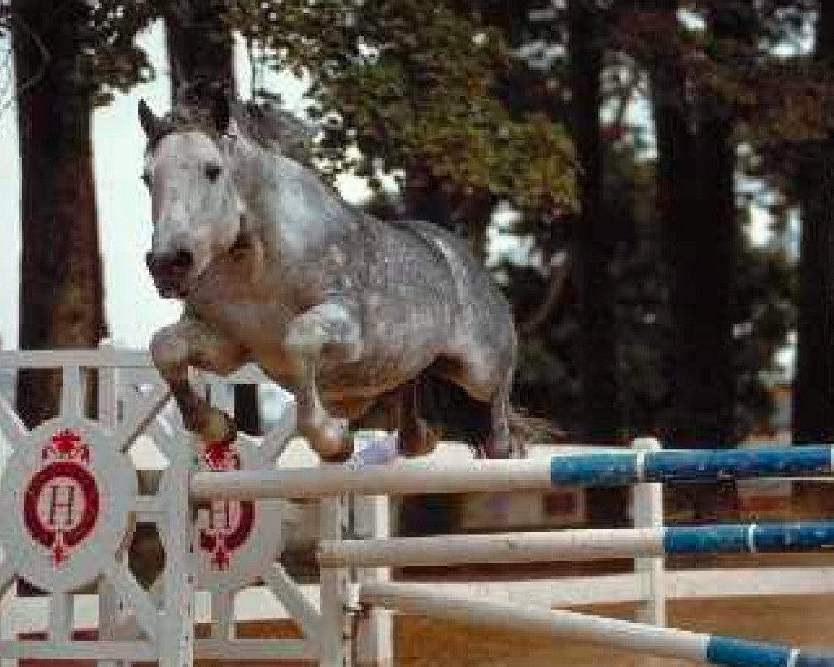 Deckhengst Galway de la Dive (Connemara-Pony, 1972, von Bambu)