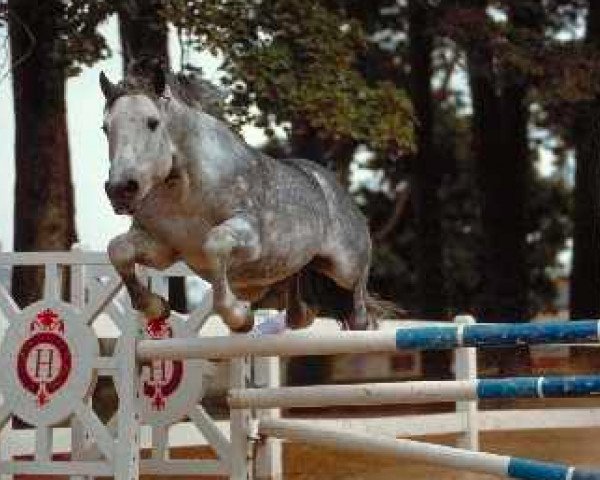 stallion Galway de la Dive (Connemara Pony, 1972, from Bambu)