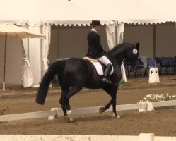 dressage horse Florina (Westphalian, 2005, from Fleurop)