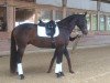 dressage horse Destino (Westphalian, 2013, from Destano)