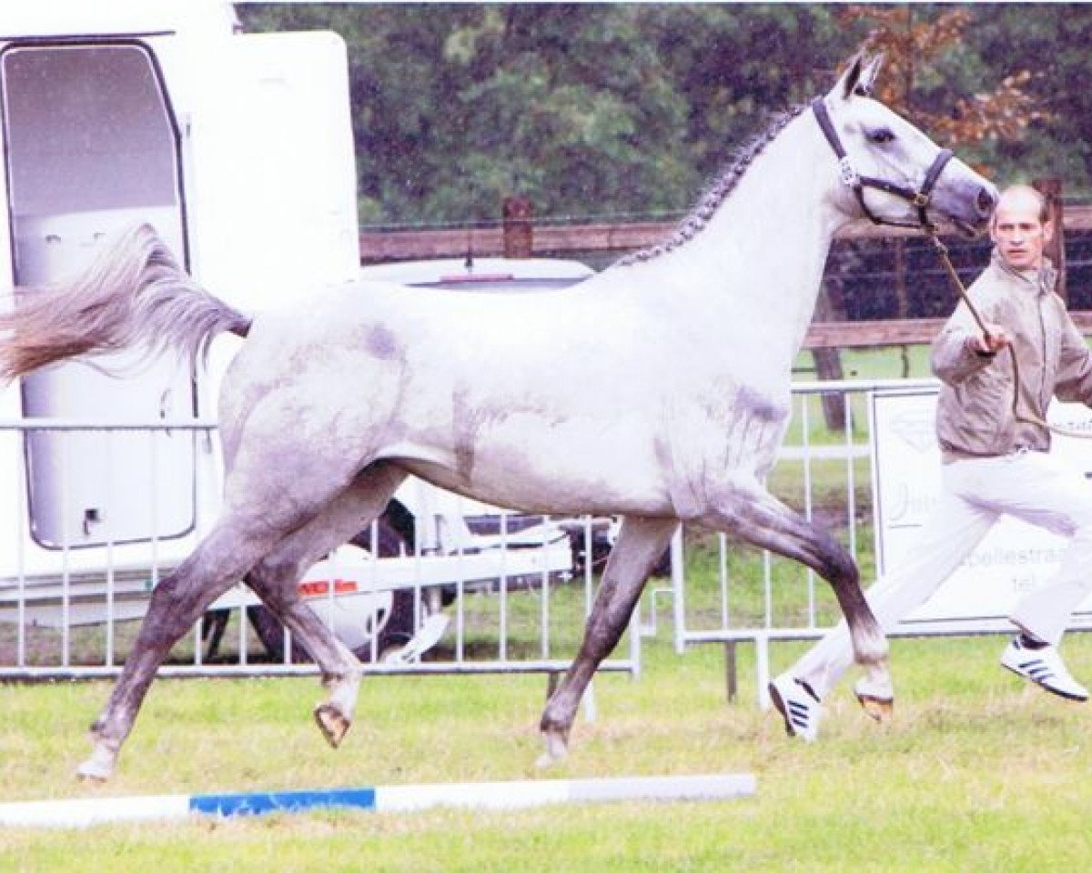 Zuchtstute Iadora Van Heiste (Belgisches Warmblut, 2008, von Berlin)