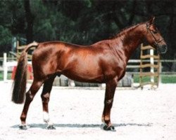 stallion Diams du Grasset (Selle Français, 1991, from Abdullah)