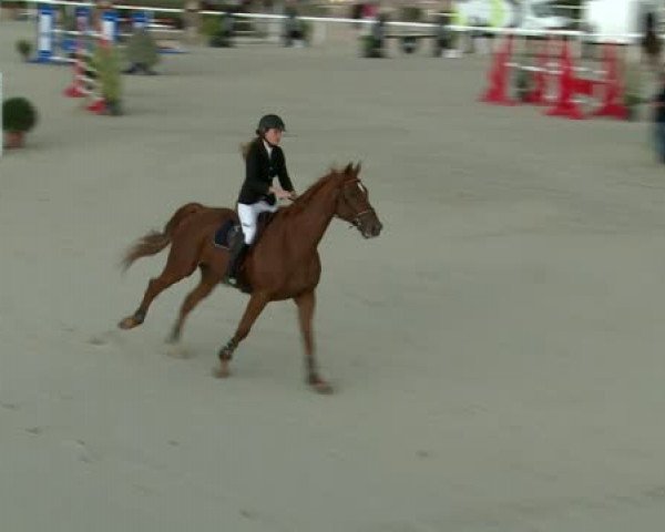 jumper Ocrate Marblesien (Selle Français, 2002, from Socrate de Chivre)