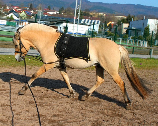 Pferd Johnny Walker (Fjordpferd, 2012, von Jonathan)