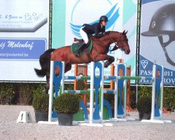 jumper Tinka's Hope (Belgian Warmblood, 2007, from Tinka's Boy)