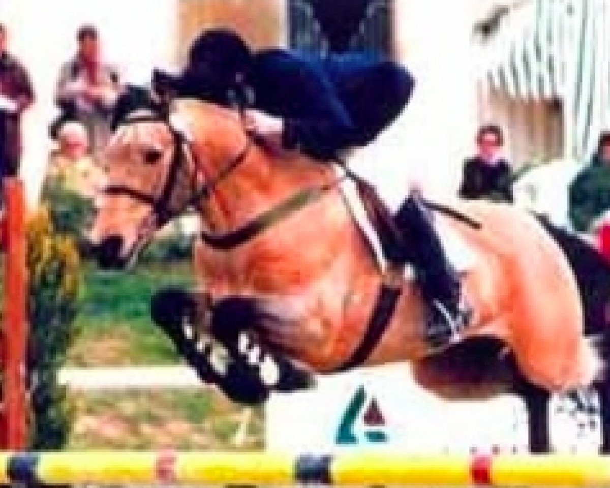 stallion Banagher Magee (Connemara Pony, 1981, from Dunmore King)