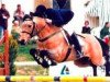 Deckhengst Banagher Magee (Connemara-Pony, 1981, von Dunmore King)