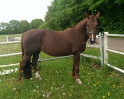 broodmare M-Donata (Holsteiner, 1997, from Donnerhall)