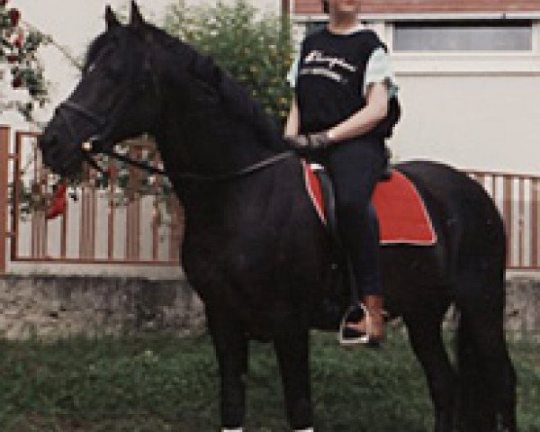 stallion Very Important (German Riding Pony, 1978, from Valentino)