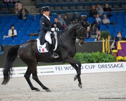 dressage horse Ricardo (Hanoverian, 2003, from Rosentau)