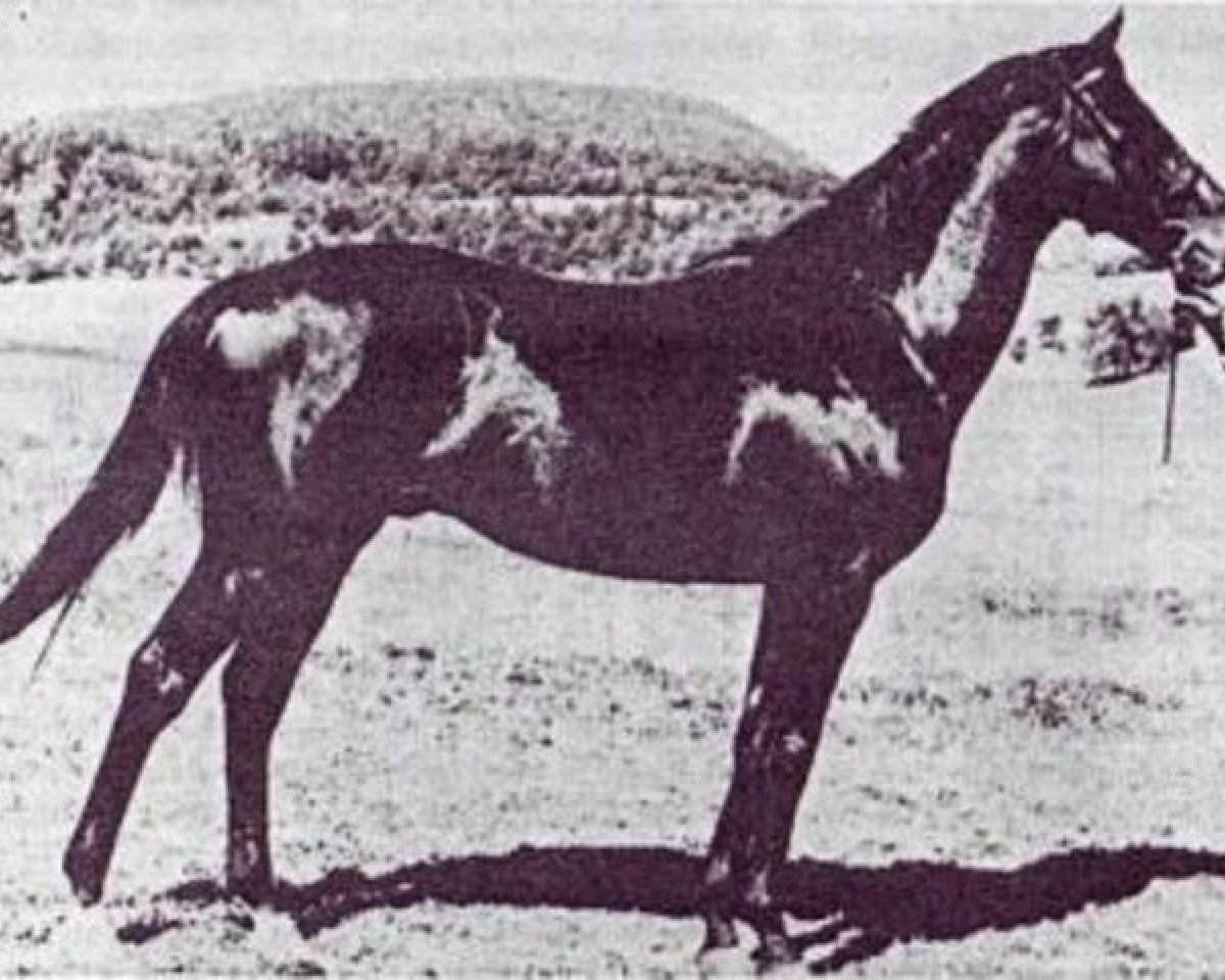 stallion Cent xx (Thoroughbred, 1956, from Deux-Pour-Cent xx)