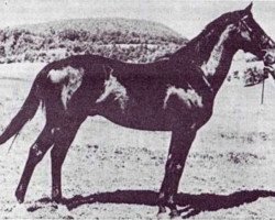 stallion Cent xx (Thoroughbred, 1956, from Deux-Pour-Cent xx)