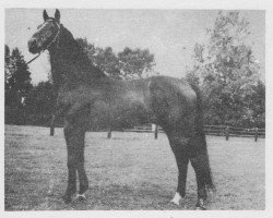 stallion Cent 22 (Czech Warmblood, 1964, from Cent xx)