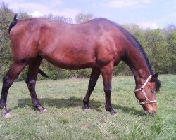 broodmare Atlanta (Czech Warmblood, 1996, from Thurin)