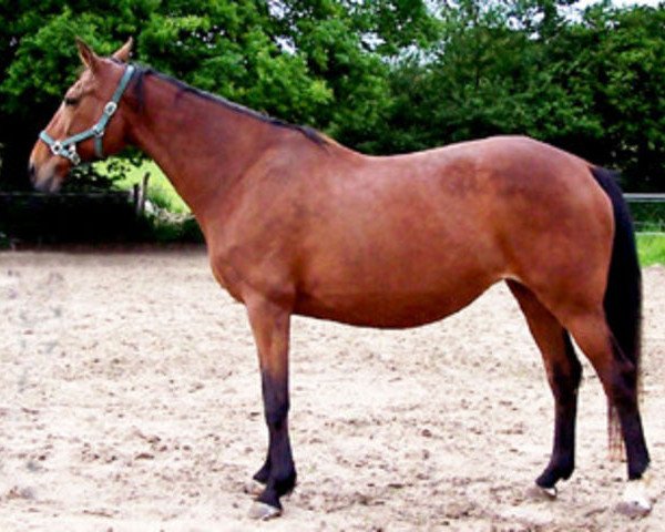 broodmare Cool du Heup (Selle Français, 1990, from Natif de Corday)