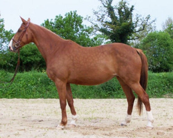 broodmare Jarnie du Heup (Selle Français, 1997, from Thurin)