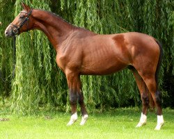 dressage horse Imposant 28 (Trakehner, 2012, from Rheinklang)