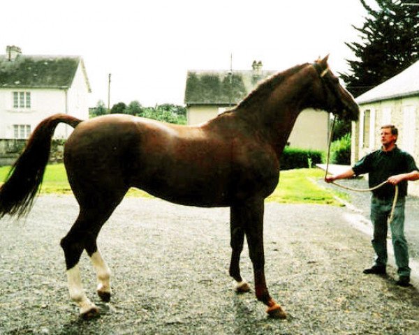 stallion Thurin (Selle Français, 1985, from Grand Veneur)