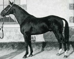 stallion Diamant (Selle Français, 1969, from Red Star II xx)