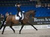 dressage horse Rosafina WRT (Trakehner, 2005, from Elfengeist)