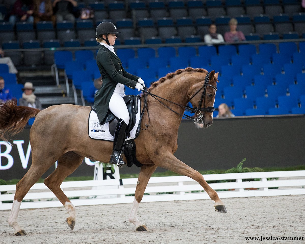 Zuchtstute Lady Lissy (Westfale, 2004, von Laureus NRW)