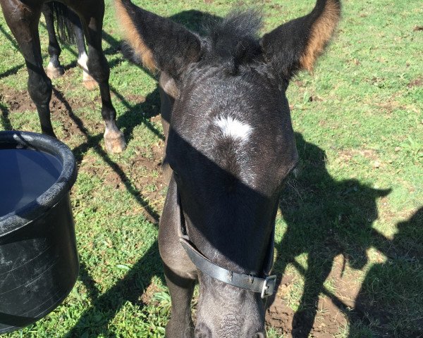 broodmare Freeda (Westphalian, 2016, from Freestyle)