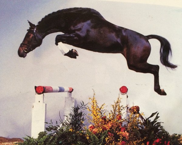 Pferd Cover Girl H. (Holsteiner, 1988, von Calgary)