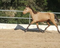 horse Perica (Lusitano, 2014)