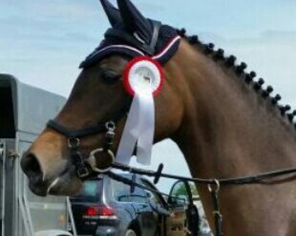 jumper Steendieks Hermine (German Riding Pony, 2008, from Halifax)