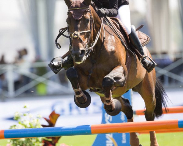 broodmare Melodie de Thurin (Selle Français, 2000, from Fakir de Kreisker)