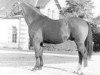 stallion Gargantua E (Selle Français, 1972, from Ibrahim AN)