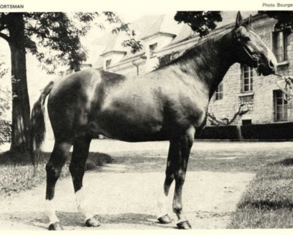 stallion Sportsman (Selle Français, 1962, from Obelisque II xx)