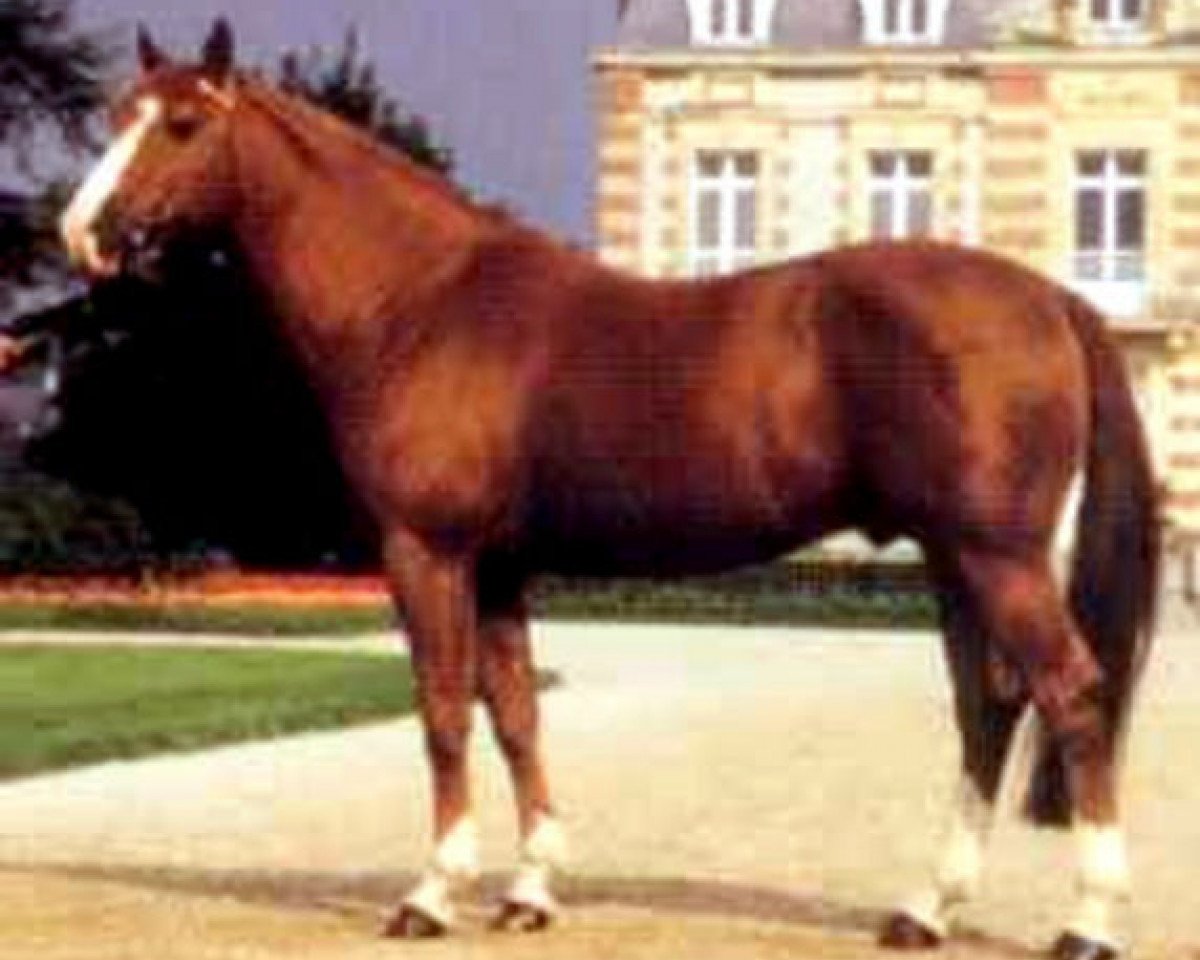 Deckhengst Tu Viens Dorval (Selle Français, 1985, von Uriel)