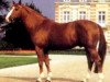 stallion Tu Viens Dorval (Selle Français, 1985, from Uriel)
