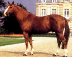 stallion Tu Viens Dorval (Selle Français, 1985, from Uriel)