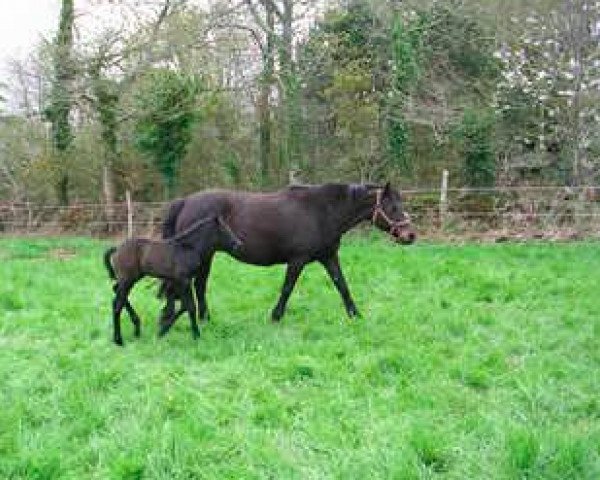 Zuchtstute Alc'Houeder Crano (Connemara-Pony, 1988, von Moyglare Bruff)