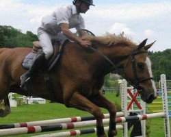 jumper Ocelot de Gasconnerie (Selle Français, 2002, from Beguin de Moens)