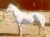 Deckhengst Glenree Bobby (Connemara-Pony, 1970, von Carna Bobby)