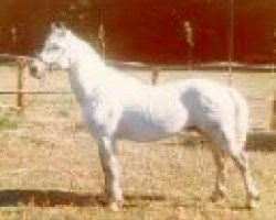 stallion Glenree Bobby (Connemara Pony, 1970, from Carna Bobby)