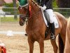 dressage horse Fair Lady 374 (Hanoverian, 2009, from Fuerst Rousseau)