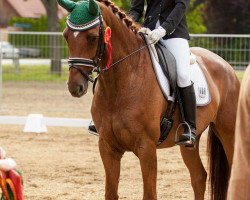 dressage horse Fair Lady 374 (Hanoverian, 2009, from Fuerst Rousseau)