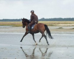 Springpferd Naldinho (Deutsches Reitpony, 2009, von Nemax)