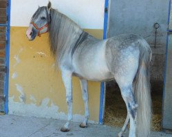 stallion Jardinero (Pura Raza Espanola (PRE), 2007, from Lucero VIII)