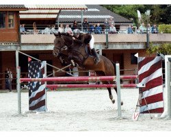 Zuchtstute Queste Forlanie Z (Zangersheide Reitpferd, 2006, von Quintessence van de Laarse Heide)